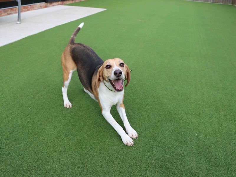Beagle for adoption in Sadberge, Co Durham – 6 years old - Image 2 of 5