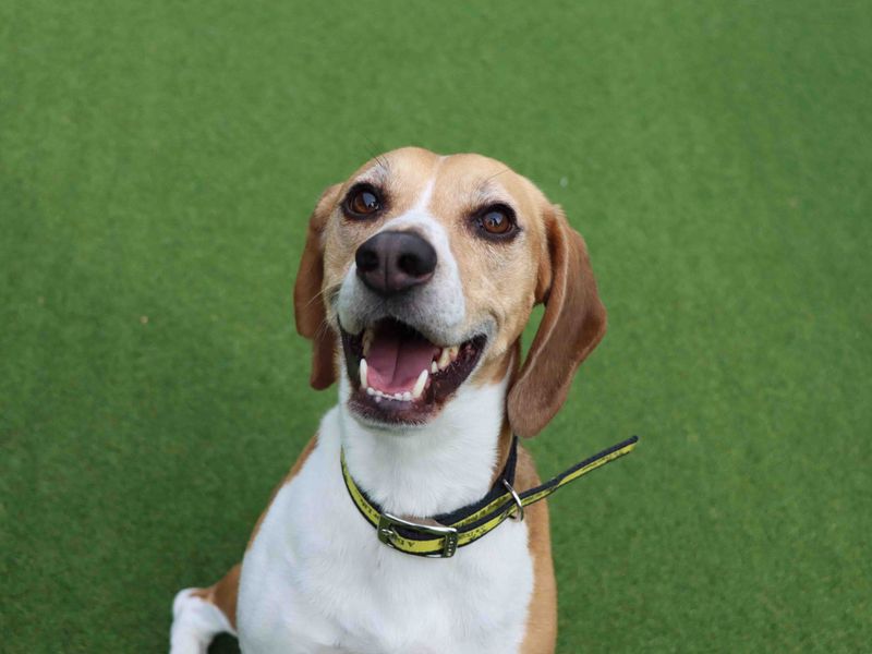 Beagle for adoption in Sadberge, Co Durham – 6 years old - Image 4 of 5