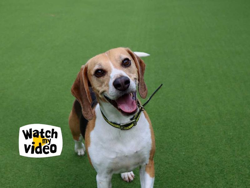 Beagle for adoption in Sadberge, Co Durham – 6 years old - Image 1 of 5