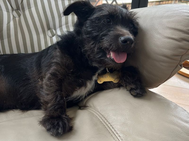 Jack Russell Terrier for adoption in Mid Glamorgan, Wales – 8 years old