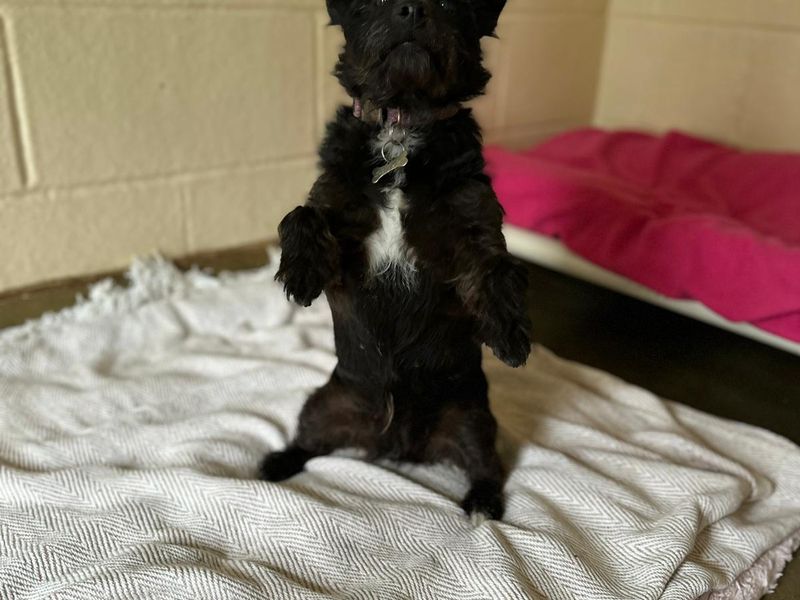 Jess | Terrier (Jack Russell) Cross | Bridgend (Wales) - 1