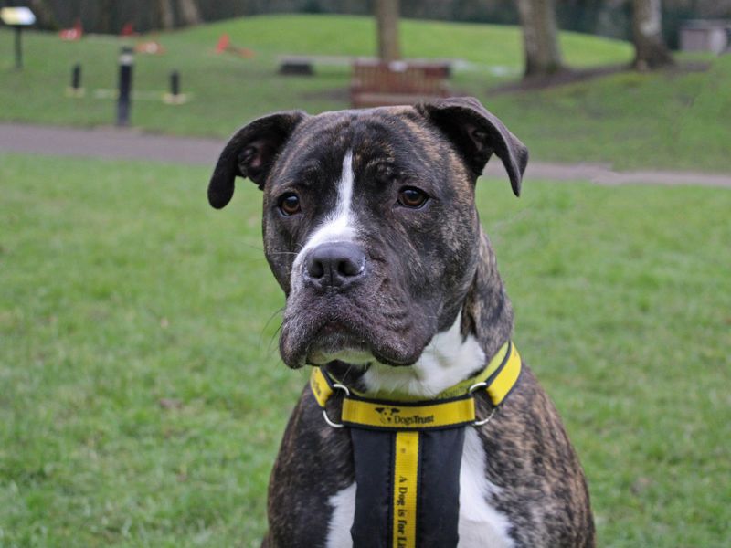 American Bulldog for adoption in Liverpool, Merseyside – 2 years old - Image 3 of 3