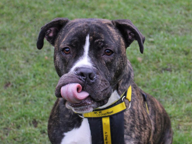 American Bulldog for adoption in Liverpool, Merseyside – 2 years old - Image 2 of 3