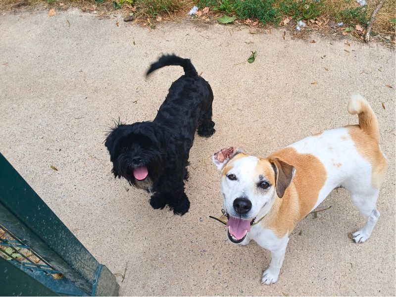 Shih Tzu for adoption in Newton Tony, Wiltshire – 2 years old - Image 2 of 3