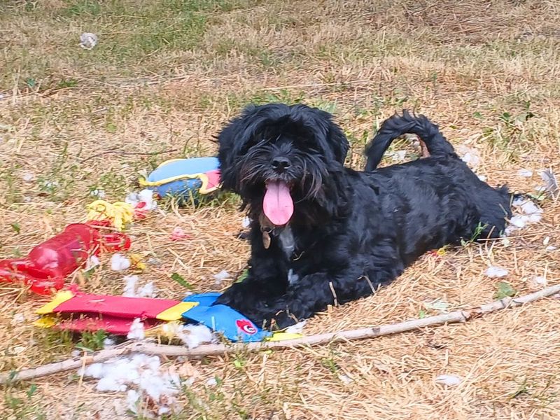 Poodle for adoption in Newton Tony, Wiltshire – 2 years old