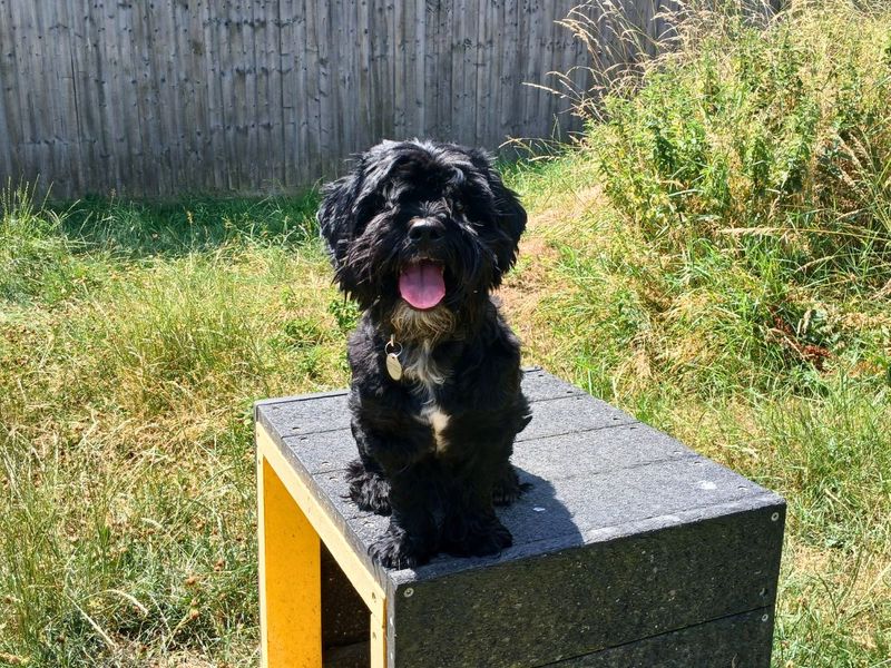 Shih Tzu for adoption in Newton Tony, Wiltshire – 2 years old - Image 3 of 3