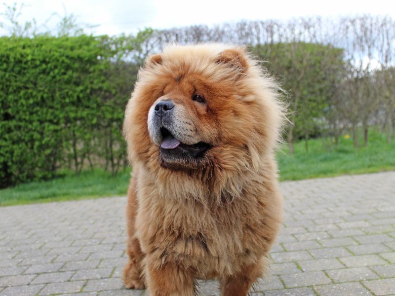 undefined | Chow Chow | undefined - 4