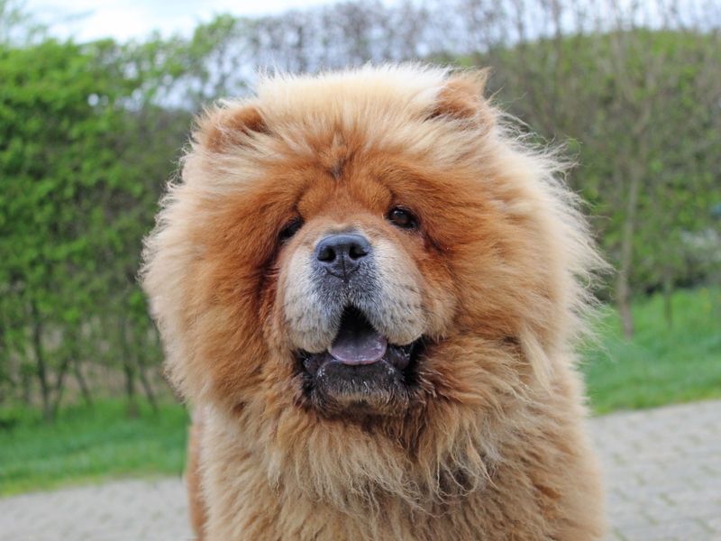 undefined | Chow Chow | undefined - 2