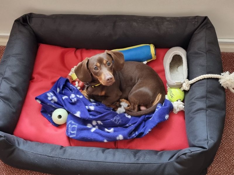 Dachshund for adoption in Newbury, Berks – 2 years old