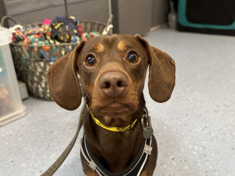 Dachshund for adoption in Newbury, Berks – 2 years old - Image 2 of 3