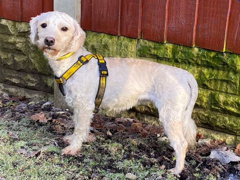Poodle puppies for sale in Liverpool – 3 years old