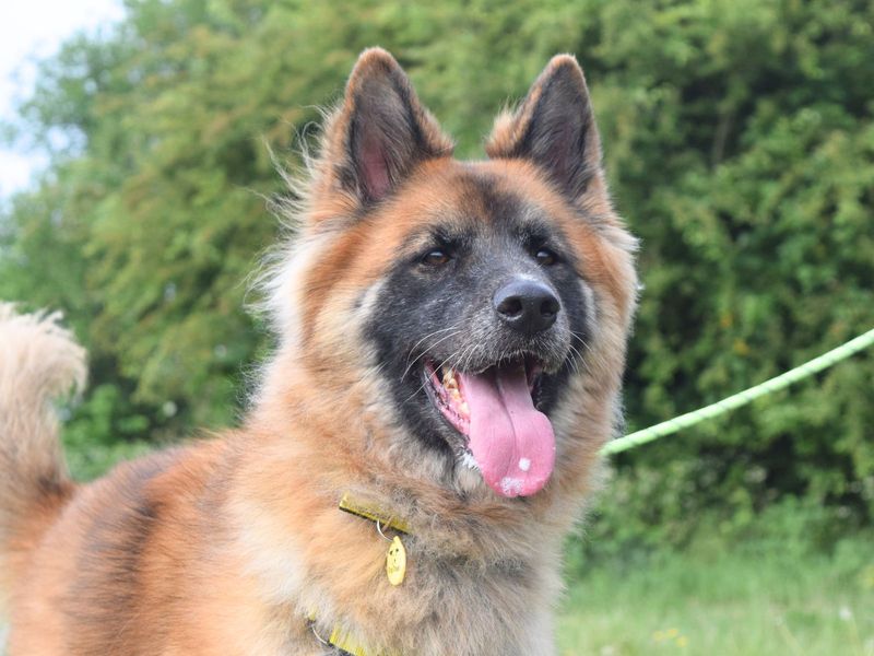 German Shepherd for adoption in Uxbridge, London – 6 years old - Image 2 of 2