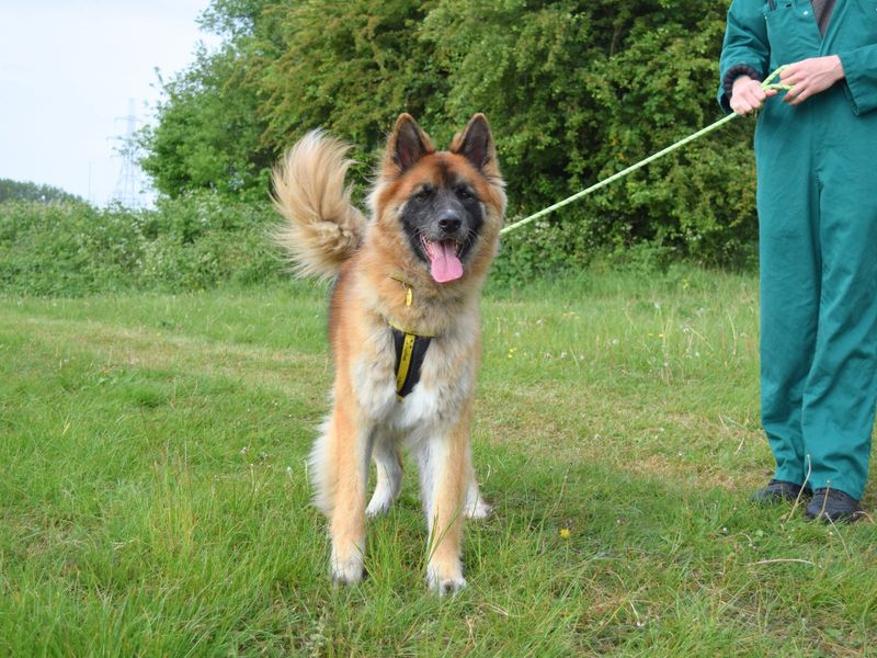 German Shepherd for adoption in Uxbridge, London – 6 years old