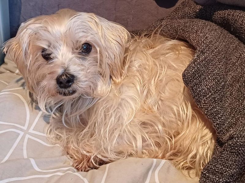 Yorkshire Terrier puppies for sale in Newton Tony – 14 years old