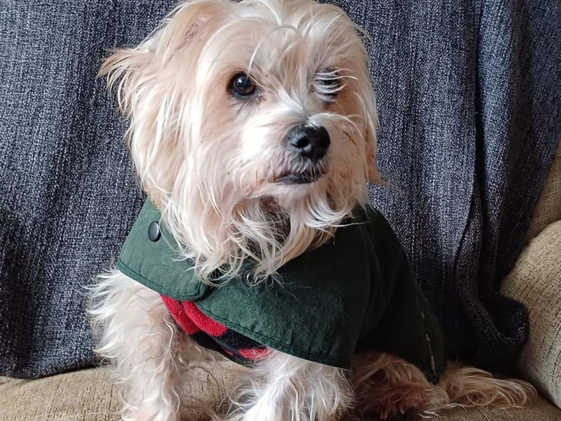 Yorkshire Terrier for adoption in Newton Tony, Wiltshire – 14 years old - Image 4 of 4