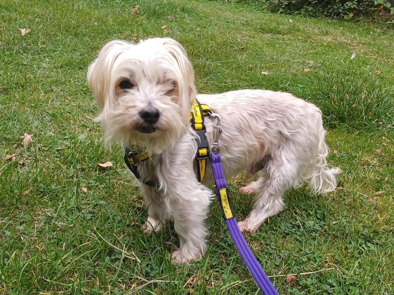 Yorkshire Terrier for adoption in Newton Tony, Wiltshire – 14 years old - Image 3 of 4