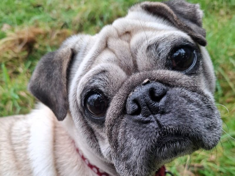 Joey for sale in Telford, Shropshire - Image 3
