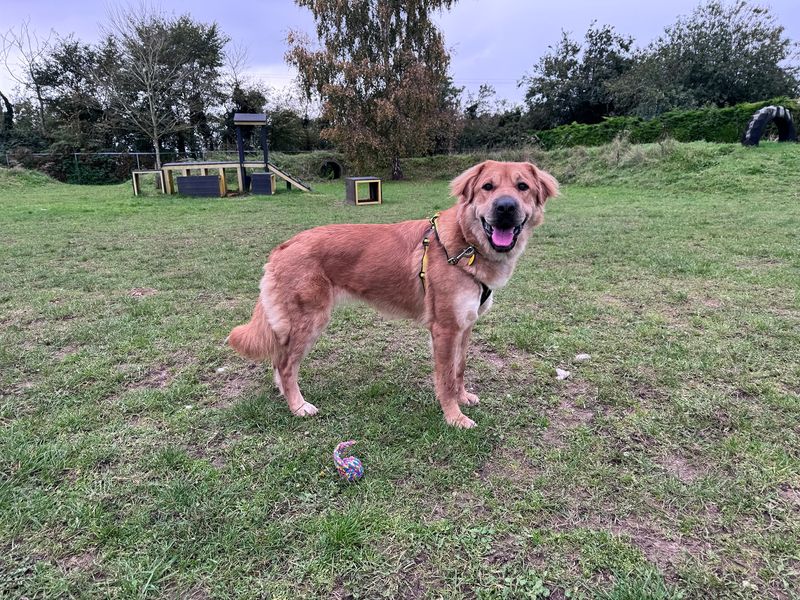German Shepherd for adoption in Snetterton, Norfolk – 3 years old - Image 2 of 3