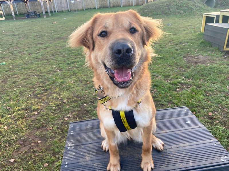 German Shepherd for adoption in Snetterton, Norfolk – 3 years old - Image 3 of 3