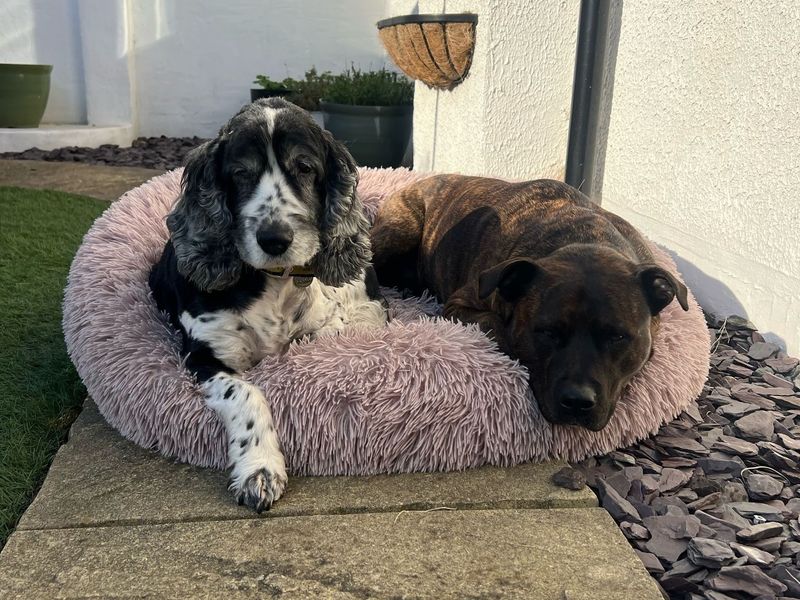 Arthur for sale in Telford, Shropshire