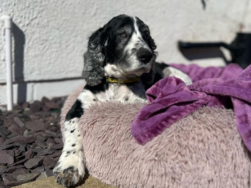 Arthur for sale in Telford, Shropshire - Image 2
