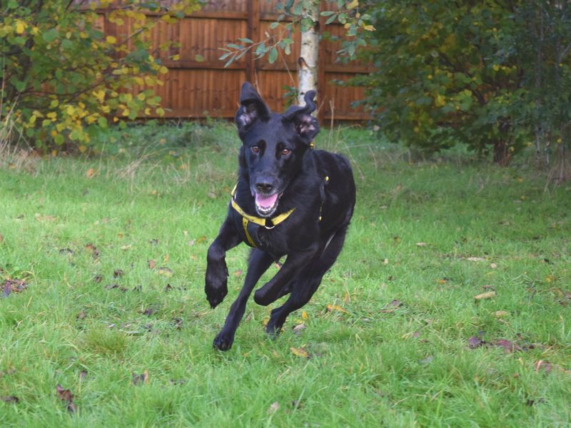 German Shepherd puppies for sale in Uxbridge – 5 years old