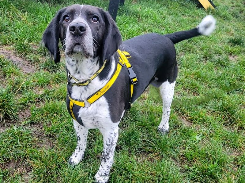 Reggie for sale in Cardiff, Glamorgan - Image 1