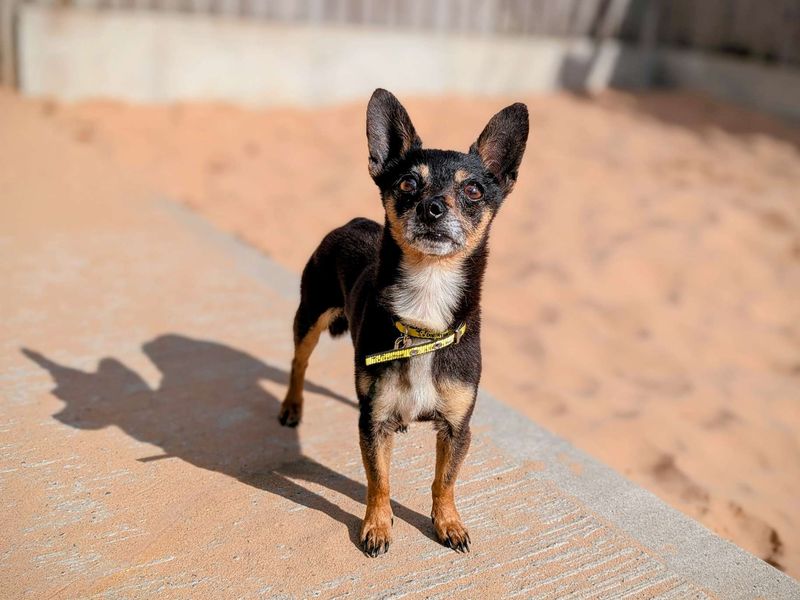 Chihuahua for adoption in Cardiff, Glamorgan – 5 years old - Image 5 of 5