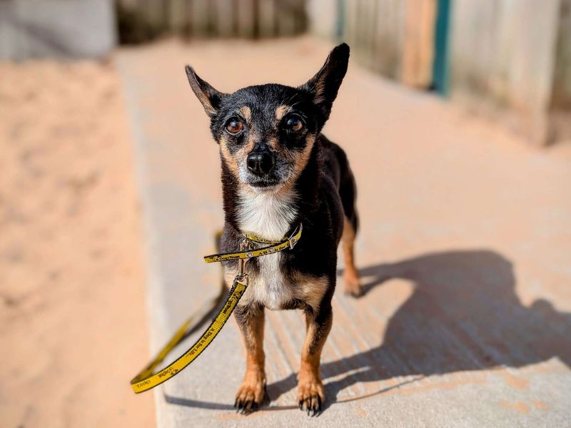 Chihuahua for adoption in Cardiff, Glamorgan – 5 years old - Image 3 of 5