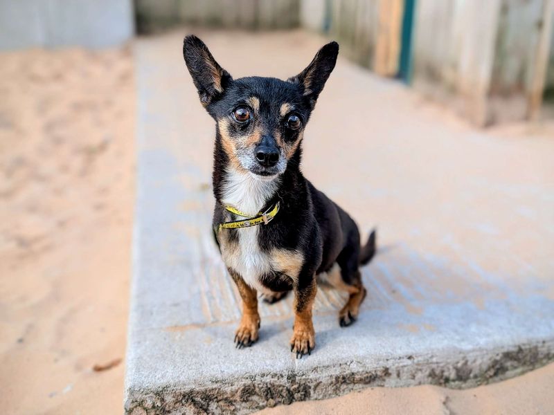 Chihuahua for adoption in Cardiff, Glamorgan – 5 years old - Image 4 of 5