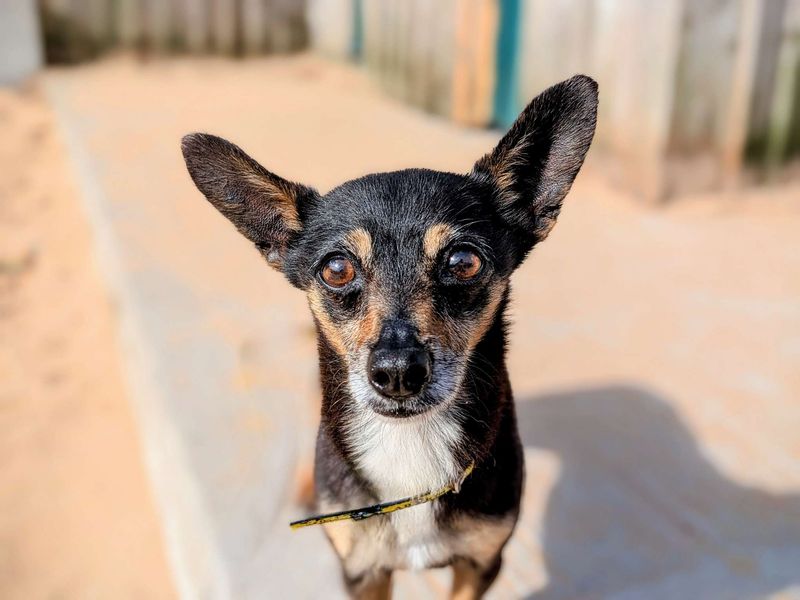 Chihuahua for adoption in Cardiff, Glamorgan – 5 years old