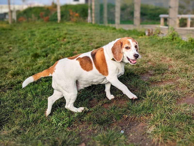 Peanut for sale in Cardiff - Image 1