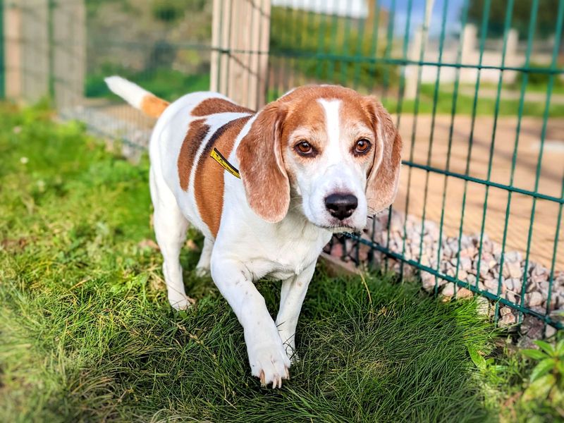 Peanut for sale in Cardiff - Image 3