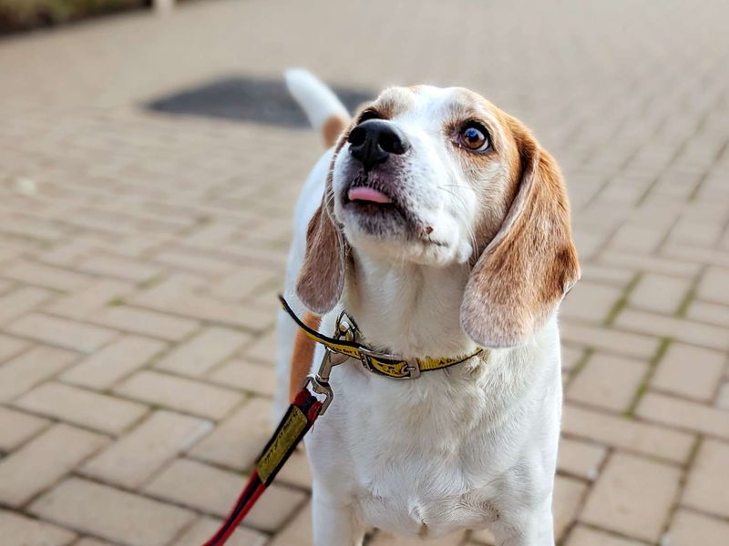 Peanut for sale in Cardiff - Image 2
