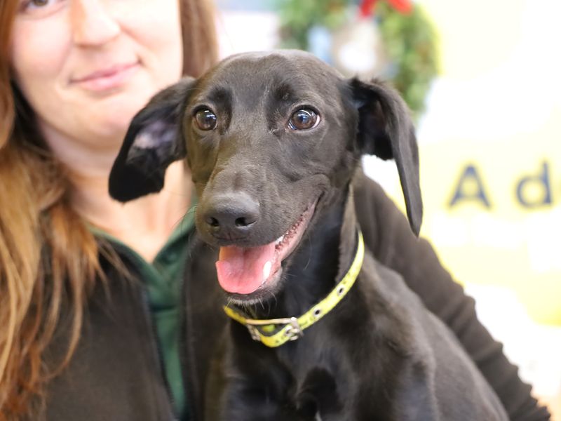 Reggie for sale in Leeds - Image 1