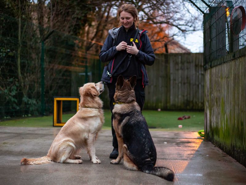 Hazel for sale in Manchester, Greater Manchester