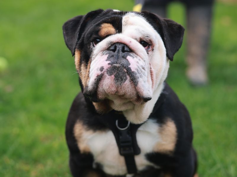 English Bulldog for adoption in Newbury, Berks – 4 years old - Image 3 of 7