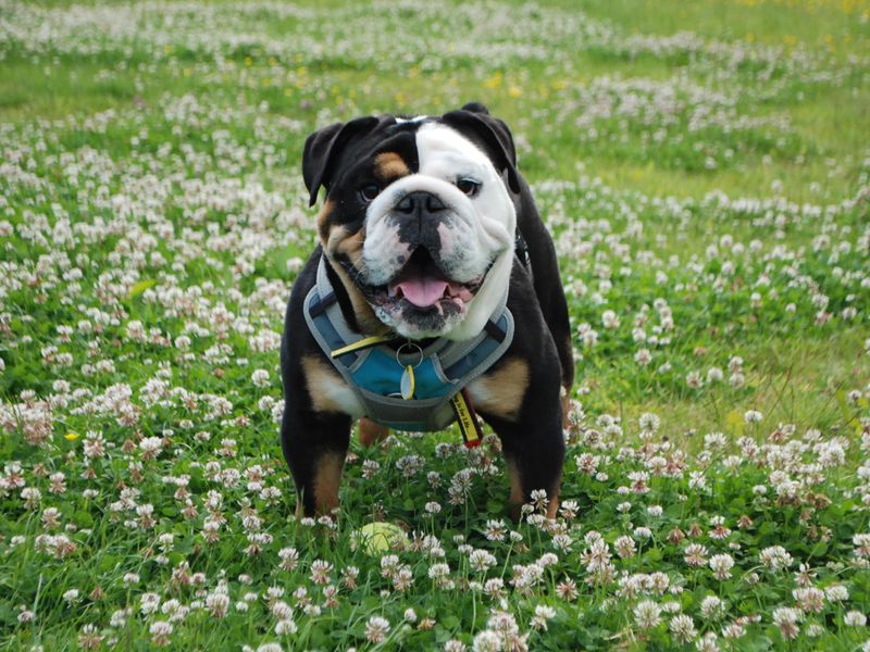 English Bulldog for adoption in Newbury, Berks – 4 years old - Image 1 of 7