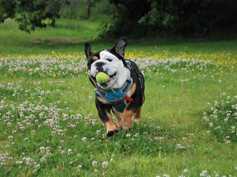 English Bulldog for adoption in Newbury, Berks – 4 years old - Image 5 of 7