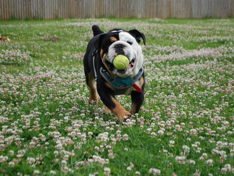 English Bulldog for adoption in Newbury, Berks – 4 years old - Image 4 of 7