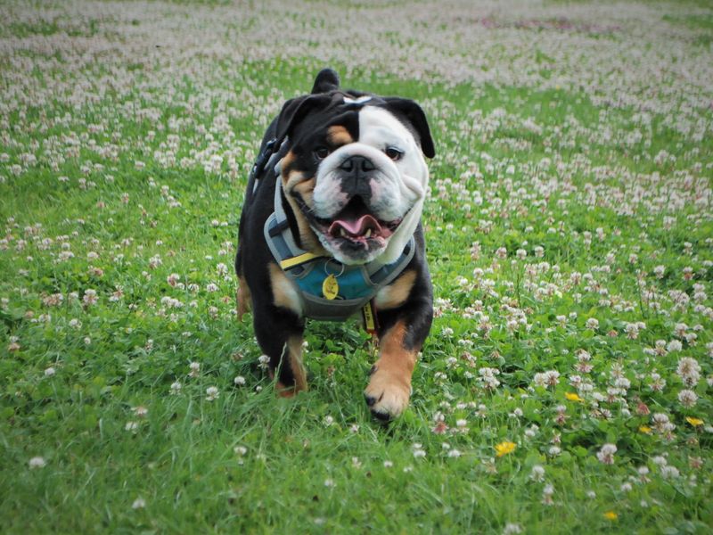 English Bulldog for adoption in Newbury, Berks – 4 years old - Image 7 of 7