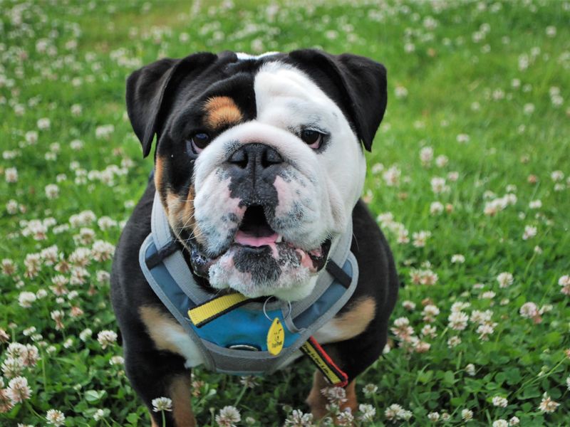 English Bulldog for adoption in Newbury, Berks – 4 years old - Image 2 of 7
