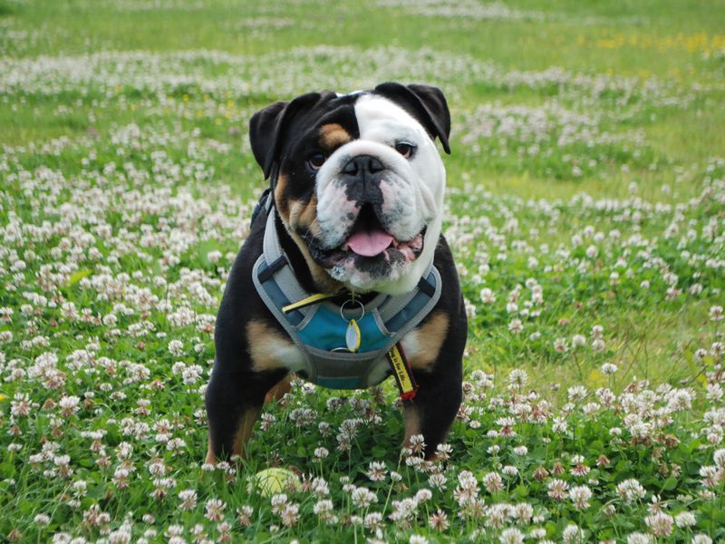 English Bulldog for adoption in Newbury, Berks – 4 years old - Image 6 of 7