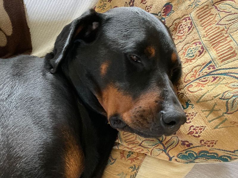 Rottweiler for adoption in Newbury, Berkshire – 8 years old - Image 7 of 8
