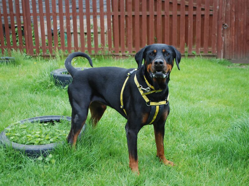 Rottweiler for adoption in Newbury, Berkshire – 8 years old - Image 1 of 8