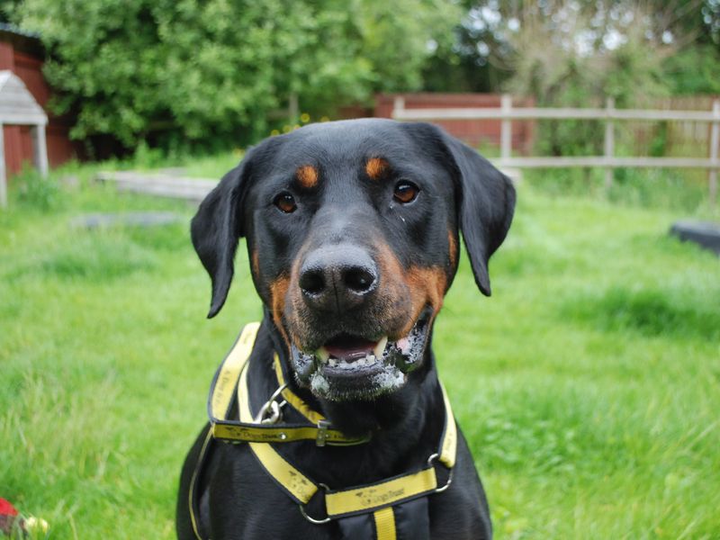 Rottweiler for adoption in Newbury, Berkshire – 8 years old - Image 3 of 8