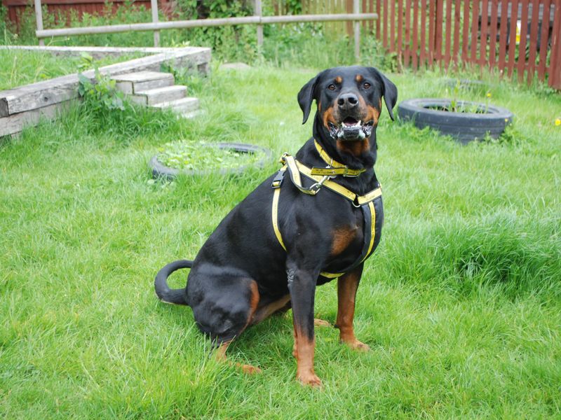 Rottweiler for adoption in Newbury, Berkshire – 8 years old - Image 4 of 8
