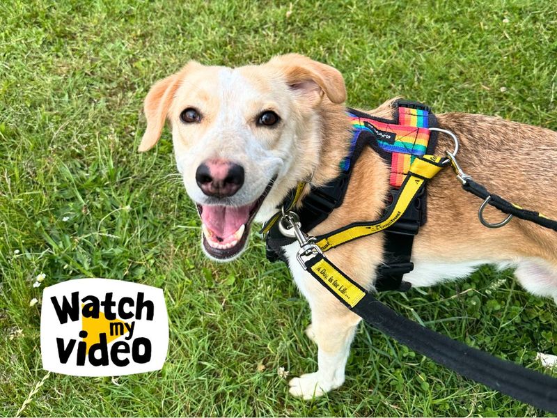Bailey | Crossbreed | Salisbury (Wiltshire) - 1