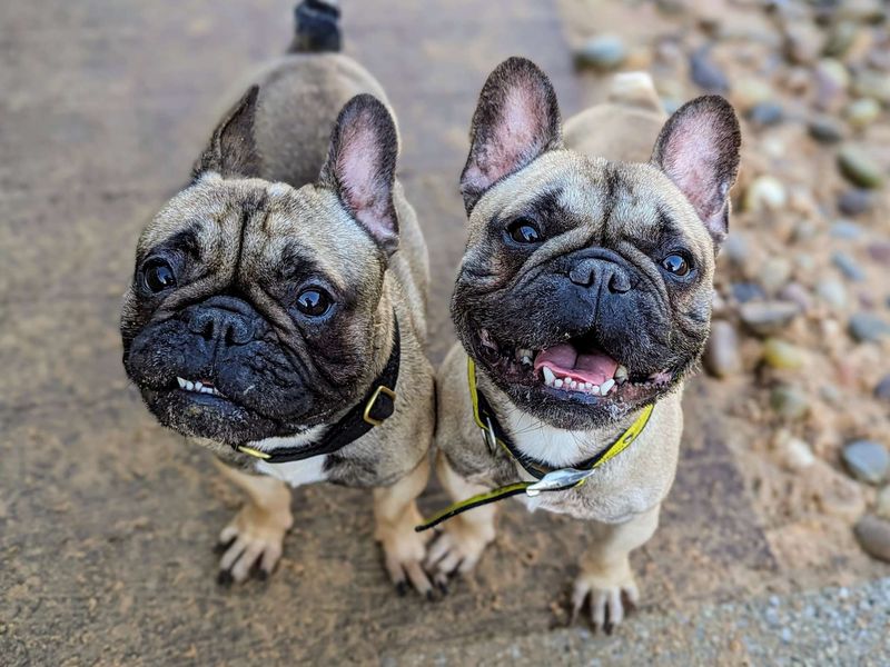 French bulldog rescue sales kent