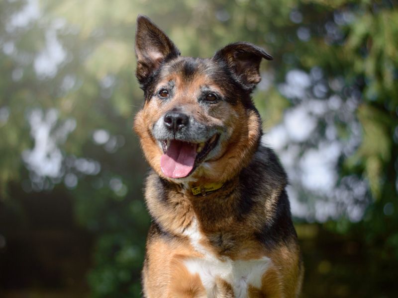 Border Collie for adoption in Kenilworth, Warks – 11 years old - Image 2 of 4